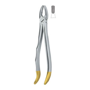 Incisors And Cuspids 1
