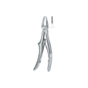 Incisors And Cuspidss 137