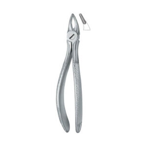 Incisors And Roots 30S
