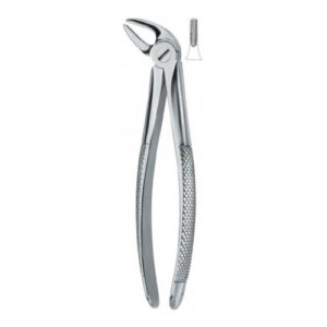 Lower Incisors And Canines 4