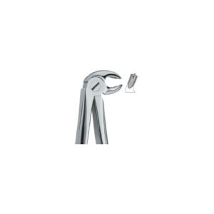 Lower Molars , Right 23