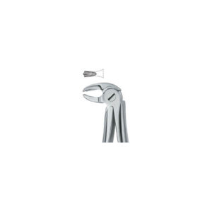 Molars 22S