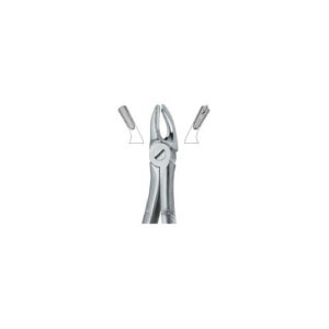 Molars, Left 39L