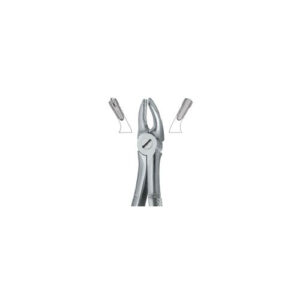 Molars, Right 39R